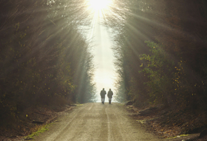 light through forest